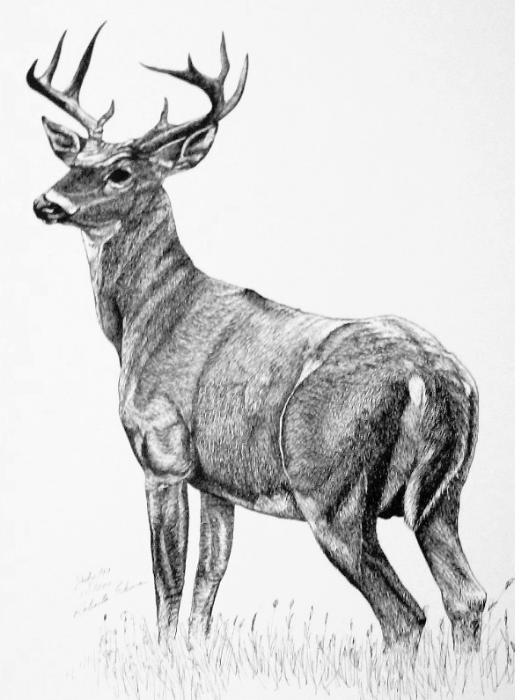 Yessy > Roberta Ekman > Gallery > White Tail Deer